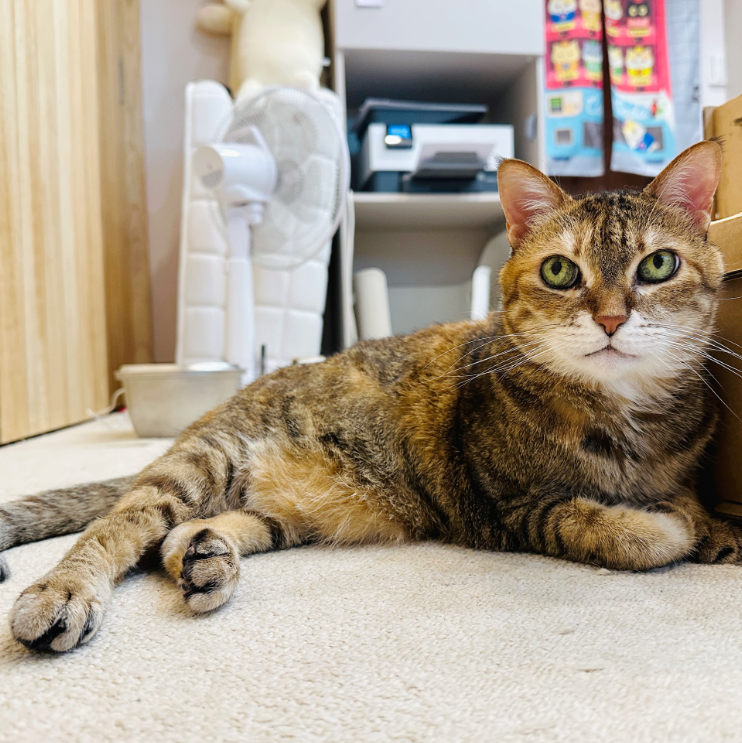 A brown tabby cat with bright green eyes and a warm striped coat lying stretched out on a pale carpet, an electric fan standing behind.