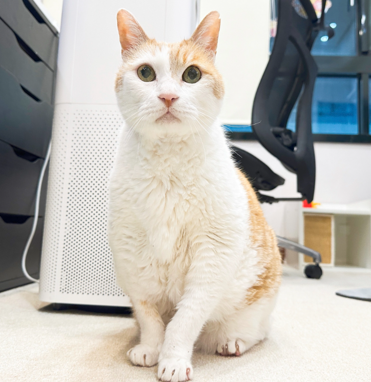 黃阿瑪 sitting upright and alert on a carpet beside a white air purifier, white chest and front legs, orange markings on his head.