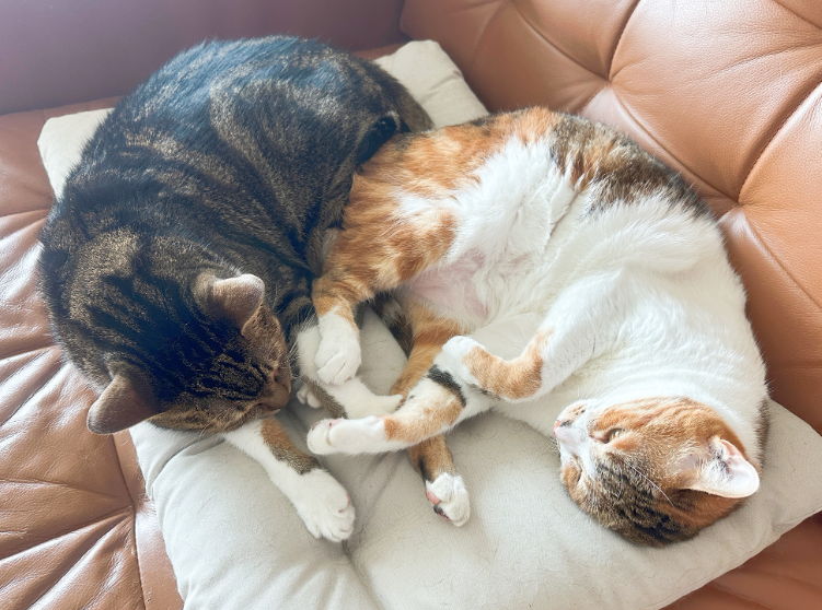 Two cats asleep together on a cushion on a tan leather sofa, a dark brown tabby curled beside an orange-and-white cat lying on its back.