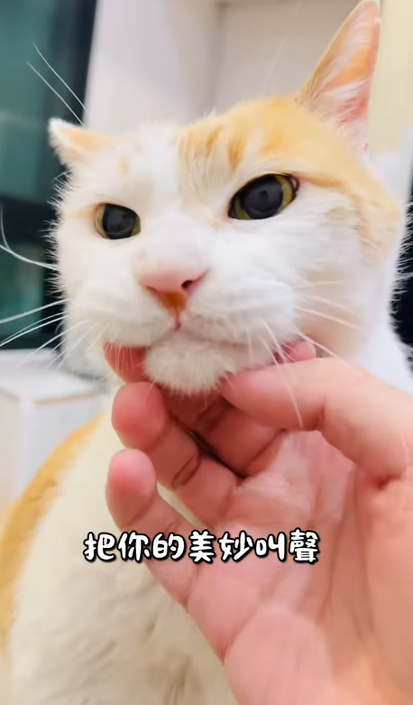 A close view of 黃阿瑪 with wide pale green eyes and a pink nose while a hand gently scratches under his chin.